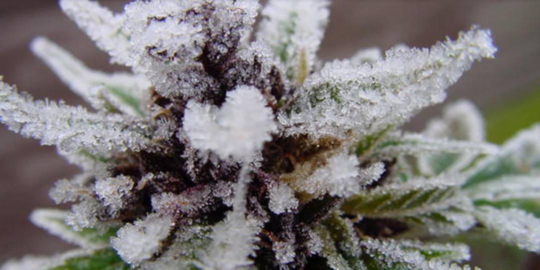 snow white weed
